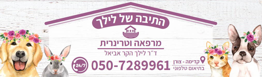 התיבה של לילך
