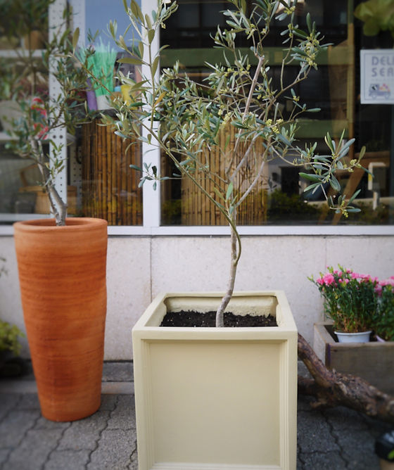 Flower Shop Chloris オリジナルフラワーギフト 観葉植物