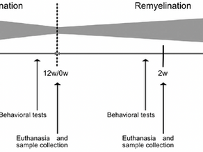 Low field magnetic stimulation promotes myelin repair and cognitive recovery in chronic cuprizone mouse model
