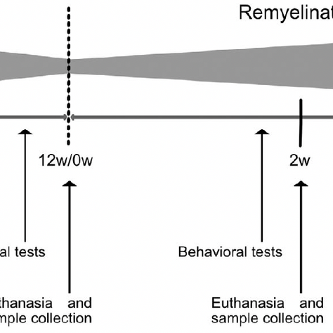 Low field magnetic stimulation promotes myelin repair and cognitive recovery in chronic cuprizone mouse model
