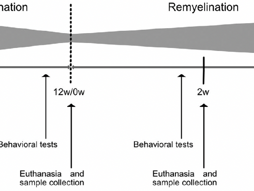 Low field magnetic stimulation promotes myelin repair and cognitive recovery in chronic cuprizone mouse model