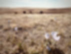 Pine Ranch - Edited Pic - - 64.jpeg
