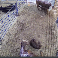 Checking cattle at night during calving season.
