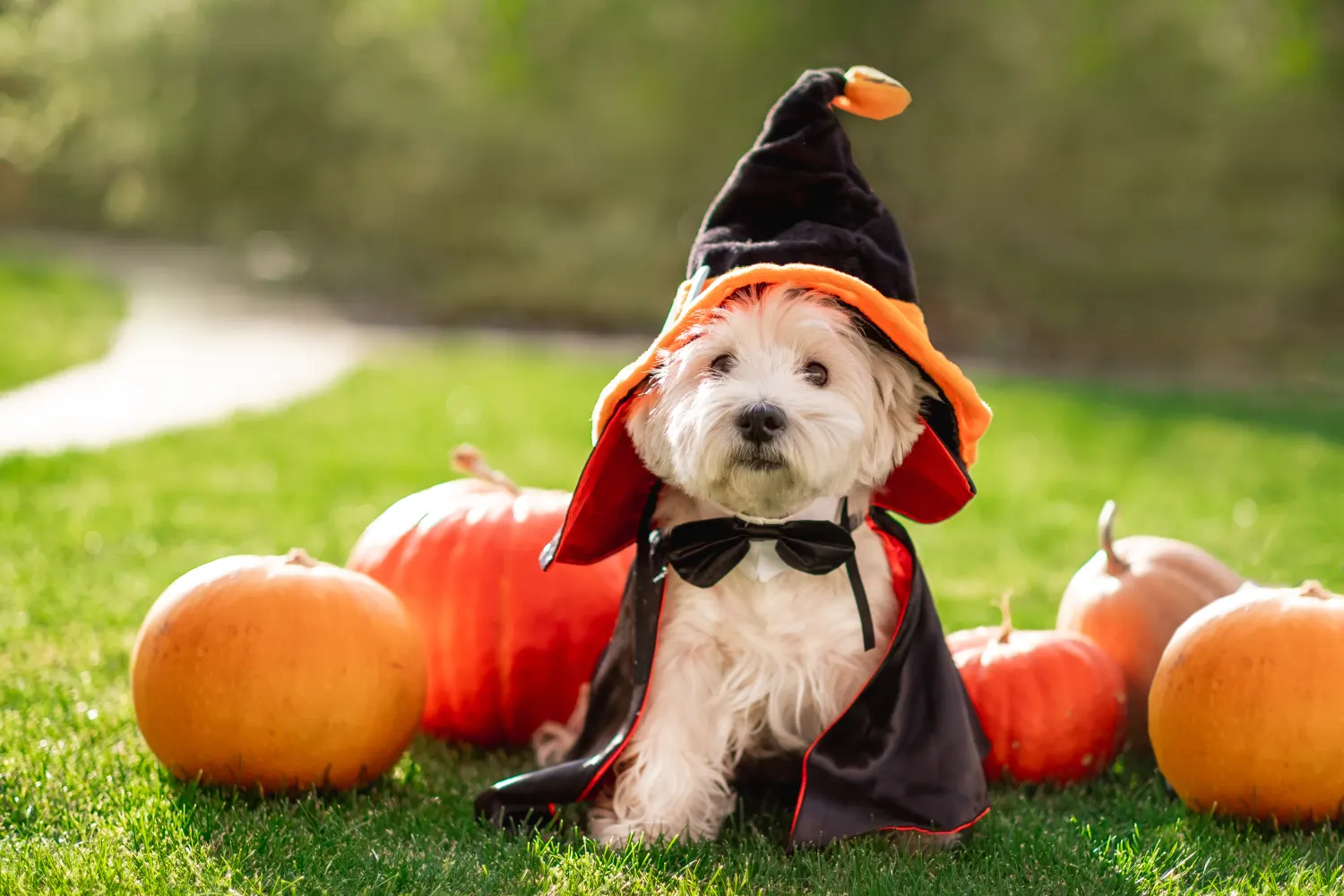 Inland Valley Humane Society