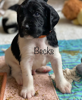 Becks.jpg