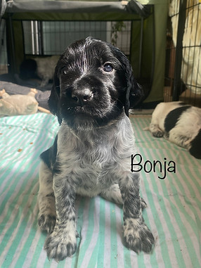 Bonja.jpg