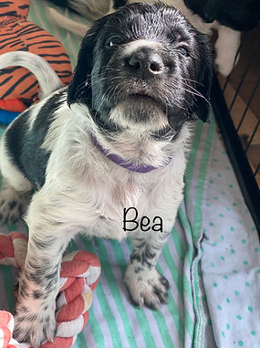 Bea.jpg