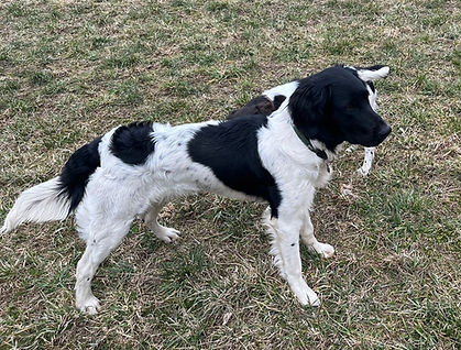 Alfi(2).jpg