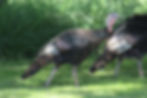 Wild turkey
