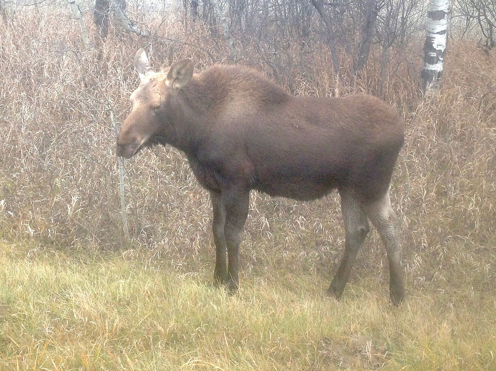 Moose