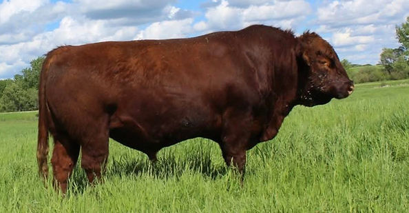 Screenshot 2026-01-01 at 3.07.38 pm.jpg