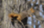 Fox squirrel