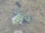 Leopard frog