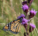 Monarch butterfly