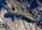Tiger salamander