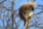 Porcupine