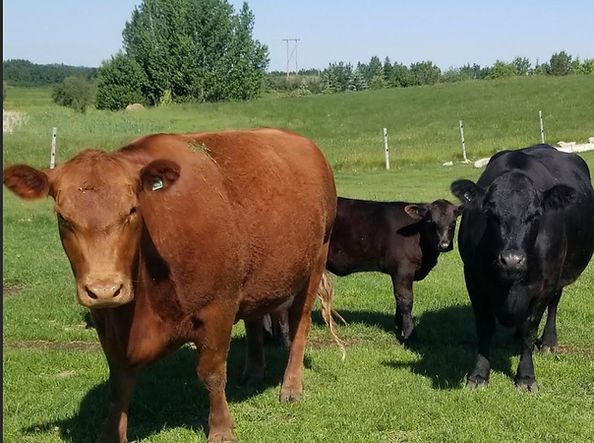 Screenshot 2026-01-02 at 7.30.46 pm.jpg