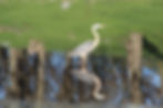 Blue heron