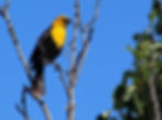 Yellow headed blackbird