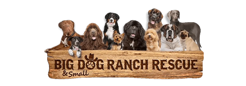 big-dog-logo copy.png