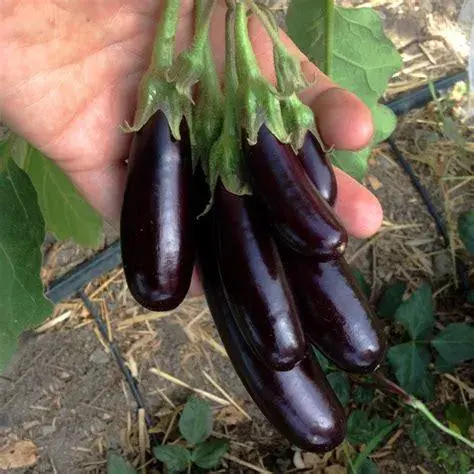 Thumbnail: Little Fingers Eggplant Seedling