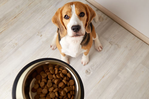 A beagle dog sits on the floor and looks at a bowl of dry food. .jpg