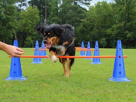 What Science Says About Your Dog's Brain During Agility Training