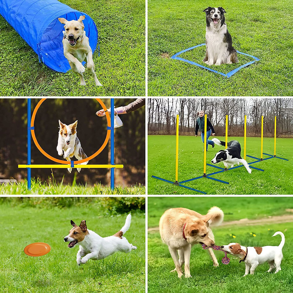 Thumbnail: Pet Agility Training Set Jumping Bar Dog Obstacle Training Equipment Hurdle Trai