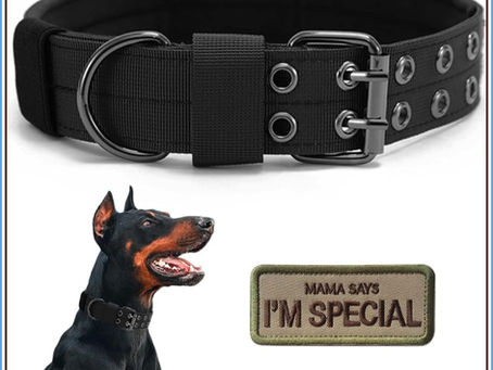 What Science Says About Your Dog's Trachea (and Why the Collar You Choose Actually Matters)
