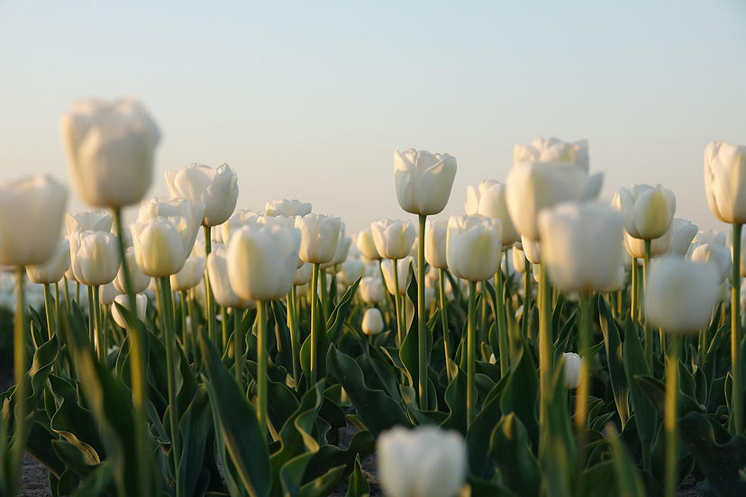 tulips-5104497_1920.jpg