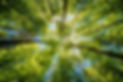 Observing the sun peeking through the trees in a forest is a serene experience, surrounded