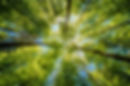Observing the sun peeking through the trees in a forest is a serene experience, surrounded