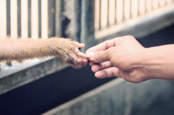 Sharing Between Species