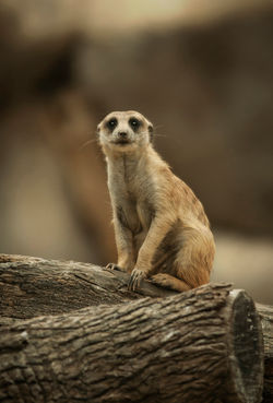 Meercat