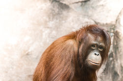 Orangutan's Hairstyle