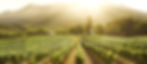 Wineland-tour.jpg