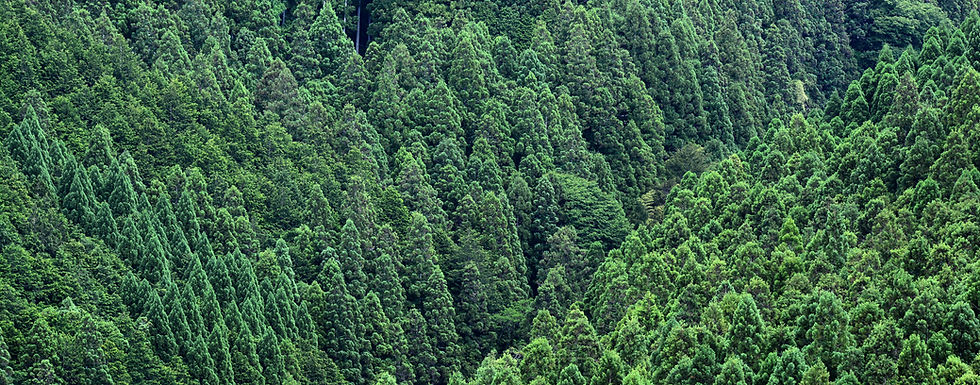 yoshino forest