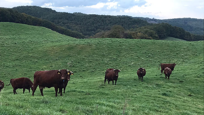 Yamagata-Cho "Elite Ranch"in IWATE pref.