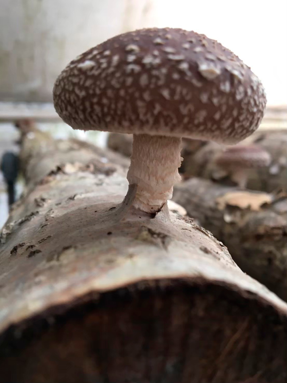 Shiitake Mushroom