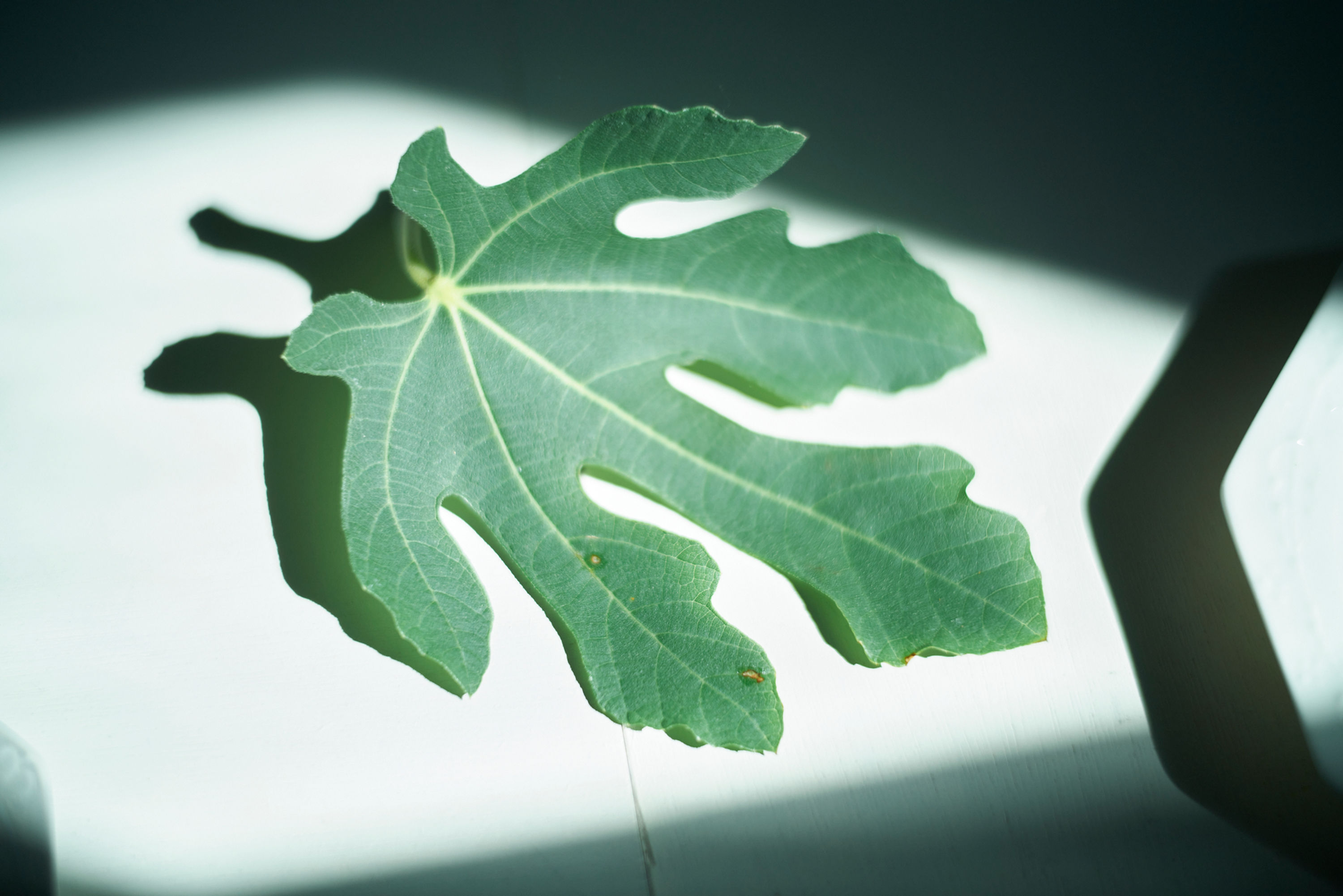 Fig mint