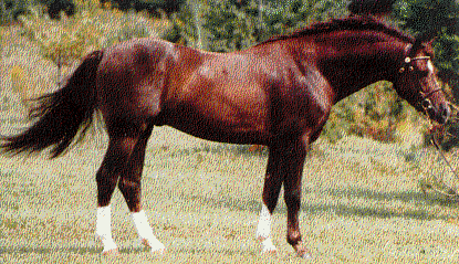 Rotherwood Crown Prince..gif