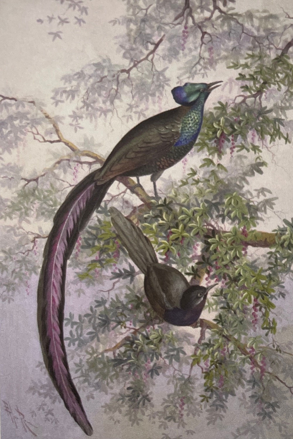 Ellis Rowan, Princess Stephanie’s bird of paradise