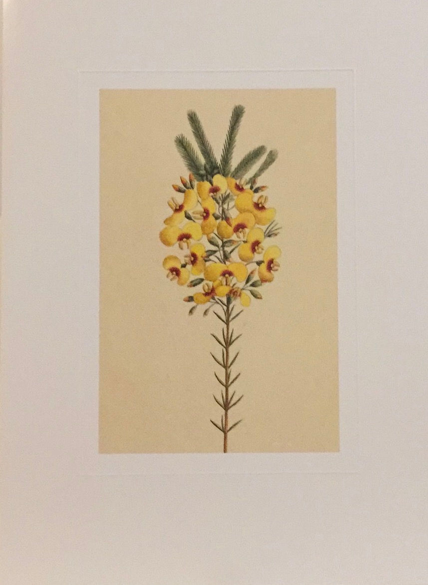 George Raper, Native Rose