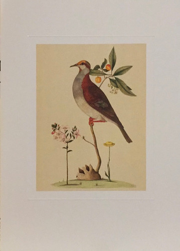 George Raper, Bush Bronzewing