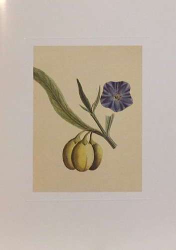 George Raper, Kangaroo Apple