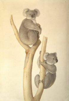 Ferdinand Bauer, Phascolarctos cinereus.