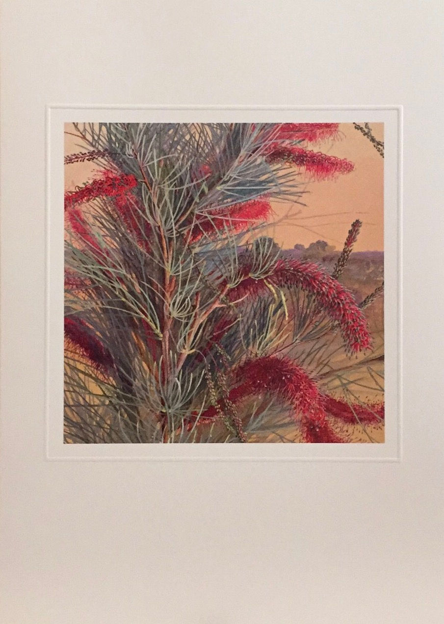 Marian Ellis Rowan, Grevillea Petrophiloides Meisn