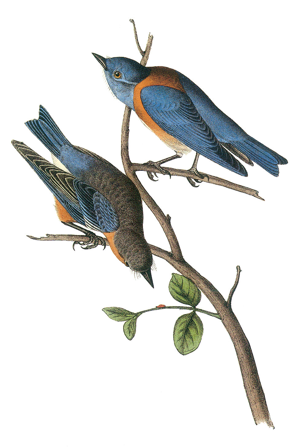 John James Audubon, Western Bluebird