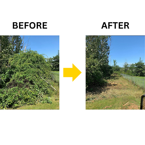 before and after brush clearing