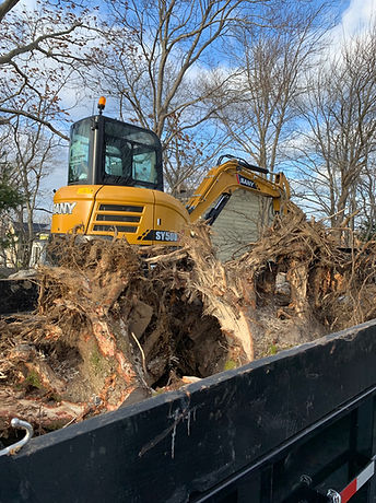 root removal job